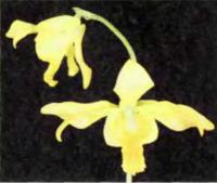 Ipsea speciosa — редкая орхидея из Шри-Ланки