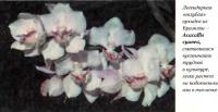 Легендарная «голубая» орхидея из Бразилии - Acacallis суапеа
