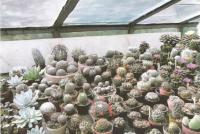 Любительская коллекция кактусов