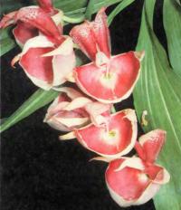 Мужские цветки Catasetum pileatum способны «выстреливать» пыльцу