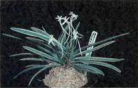 Neofinetia falcata -  вид-основатель миниатюрных гибридов