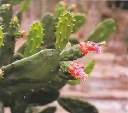 Открыть оригинал картинки Нопалеа голая