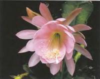 Нопалхокия фолиантовая