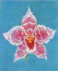 Один из старинных русских гибридов Odontoglossum Troyanowskyanum