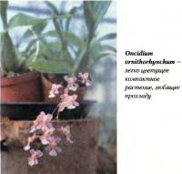 Oncidium omithorhynchum —  легко цветущее компактное растение, любящее прохладу
