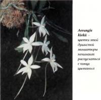 Орхидея Aerangis kirkii