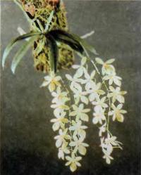 Орхидея Aerangis luteo-alba var. rhodosticta