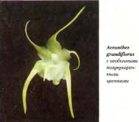 Орхидея Aeranthes grandiflorus
