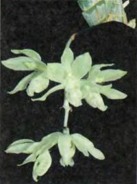 Орхидея Clowesia russelliana