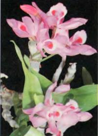 Орхидея Dendrobium parishii