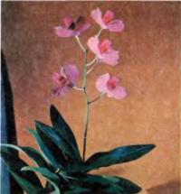 Орхидея Dendrobium phalaenopsis