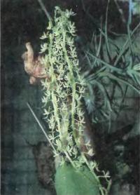 Орхидея Notylia bicolor