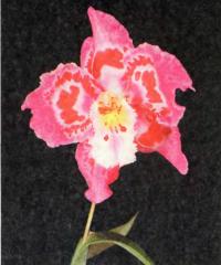 Орхидея Odontioda (Franz Wichmann х Joe's Drum)