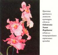 Орхидея Odontonia Susan Bogdanow