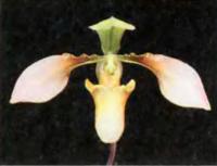 Орхидея Paphiopedilum appletonianum