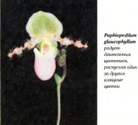 Орхидея Paphiopedilum glaucophyllum