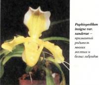 Орхидея Paphiopedilum insigne var. sanderae