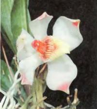 Орхидея Pescatorea klabochorum