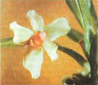 Орхидея Pescatorea wallisii