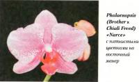 Орхидея Phalaenopsis (Brother x Chiali Freed) «Narce»