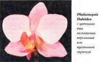 Орхидея Phalaenopsis Daleiden