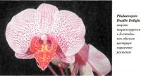 Орхидея Phalaenopsis Double Delight