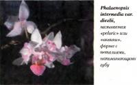 Орхидея Phalaenopsis intermedia var. diezlii