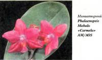 Орхидея Phalaenopsis Mahalo «Carmela» AM/AOS