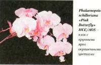 Орхидея Phalaenopsis sehilleriana «Pink Butterfly» HCC/AOS