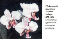 Орхидея Phalaenopsis stuartiana «Larkin Valleys» AM/AOS