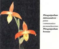 Орхидея Phragmipedium dalessanderoi