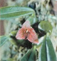 Орхидея Trias picta