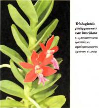Орхидея Trichoglottis philippinensis var. brachiata с ароматными щетками