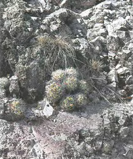 Открыть оригинал картинки Ортегокактус Макдугала в природе