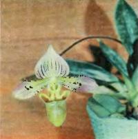 Paphiopedilum acmodontum - компактное растение с пестрыми листьями