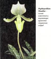 Paphiopedilum Maudiae — самый известный старинный гибрид