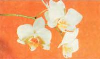 Первый отечественный любительский гибрид Phalaenopsis (Alice Gloria х Music) x stuartiana