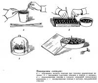 Пикировка сеянцев