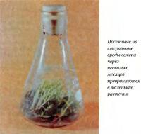 Посеянные на стерильные среды семена