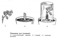 Прививка роз (зимняя)