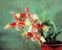 Пятнистостъ на цветах Rossioglossum grande