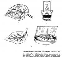 Размножение бегоний листовыми черенками