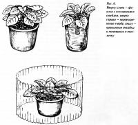 Рис. 6.  Фиалка с оголившимся стеблем