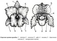 Строение цветка орхидеи
