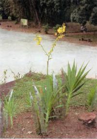 Типичная симподиальная наземная орхидея Cyrtopodium andersoni