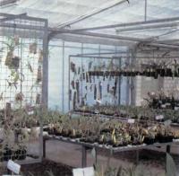 В оранжереях растения размещают на стеллажах и вертикальных стенках