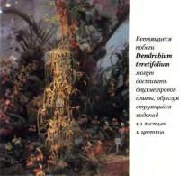 Ветвящиеся побеги Dendrobium teretifolium