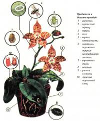Вредители и болезни орхидей